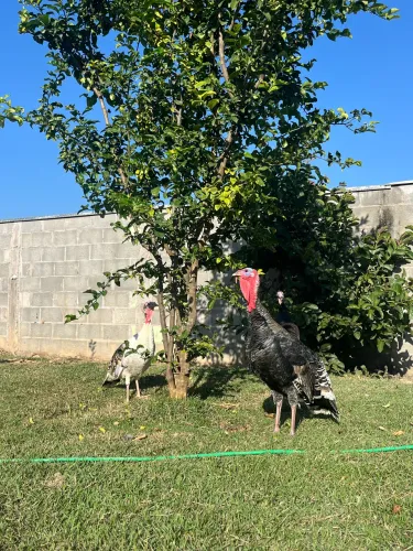 peru macho