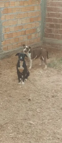Pitbull