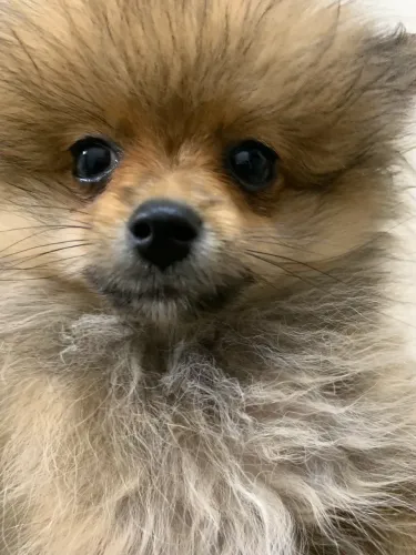 Spitz alemão 