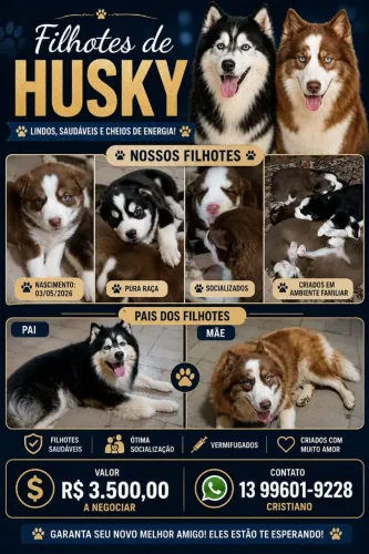 Lindos Filhotes de Husky Siberiano