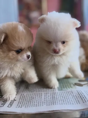 Lulu da Pomerânia !! Um luxo