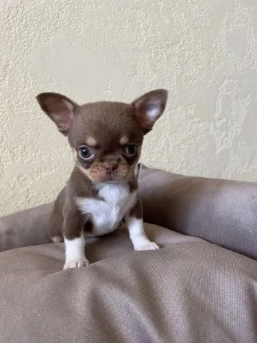 Chihuahua delicado