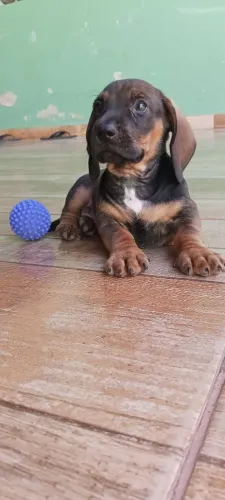 Basset dachshund macho