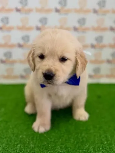 Golden retriever filhotes ? ótima linhagem entrego hoje