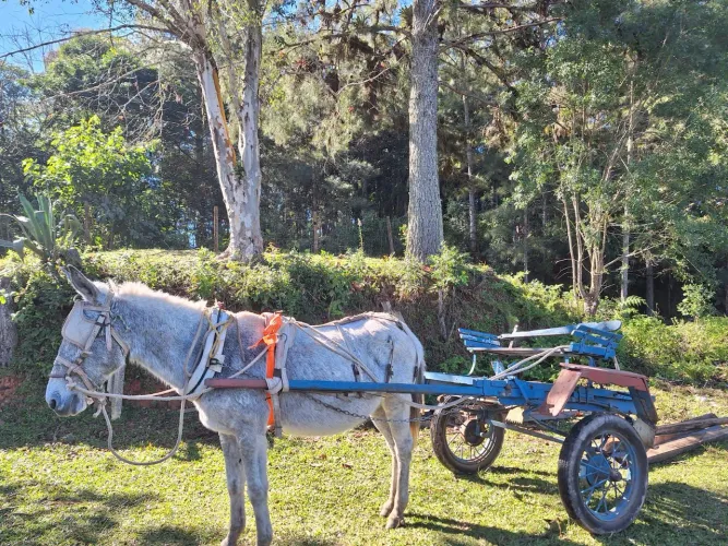 Vendo Burro