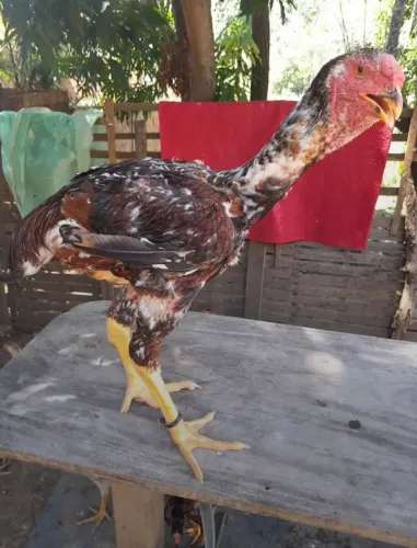 Vendo franguinhos indio gigante