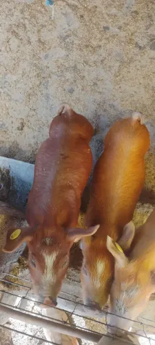 Leitão Duroc×piau 
