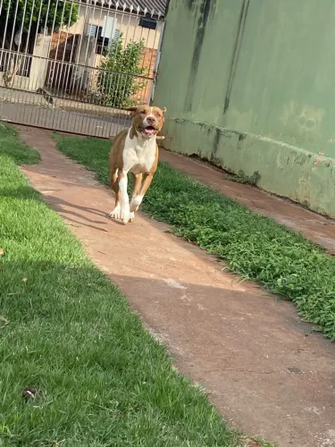 Procuro pitbull macho pra ela