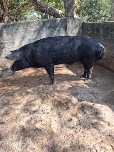 Porco Barão