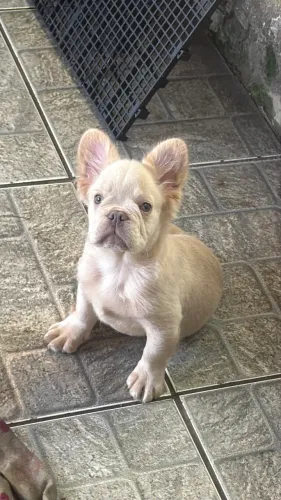 Fluffy Bulldog francês