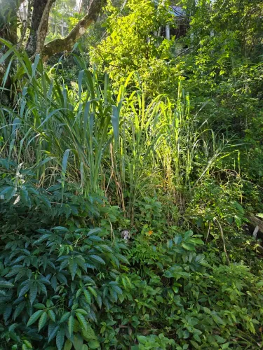 Terreno barra de guaratiba aclive cond marambaia  perto max cana  entrada b marx tambem