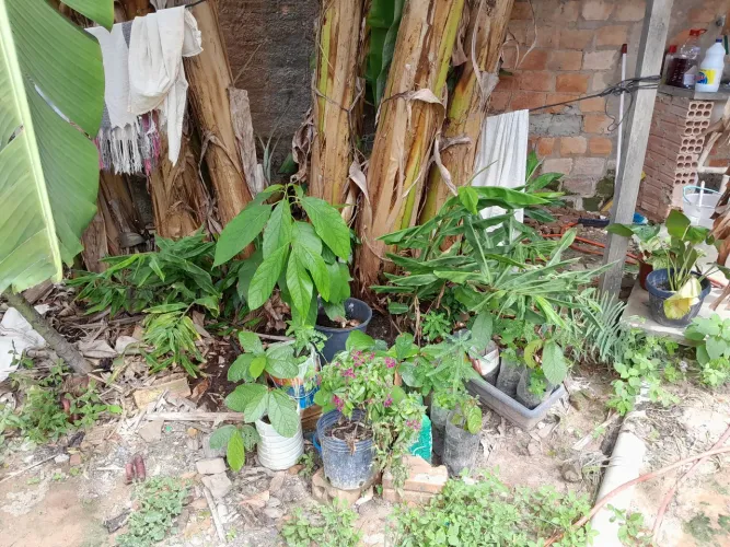 Mudas de cupuaçu, abacate, e banana