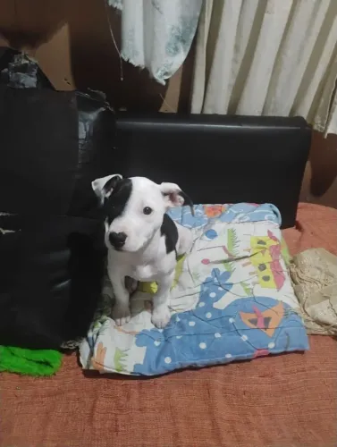 Doação filhote pitbull