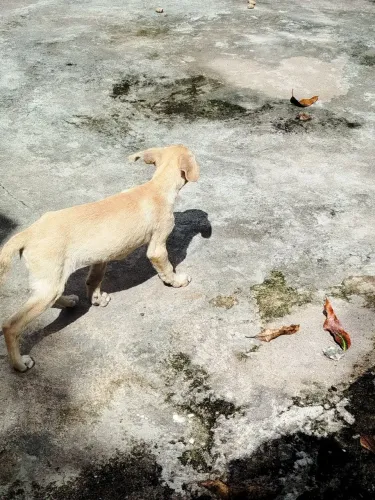 Doação responsável. Tenho 3 cachorro de 3 meses