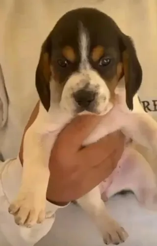 Beagle lindos 
