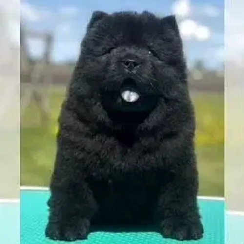 Chow Chow,Chow Chow Filhote Disponível Entrega Facilitada