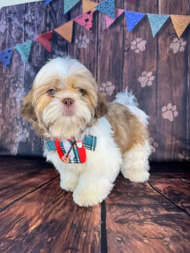 Shihtzu vacinação completa
