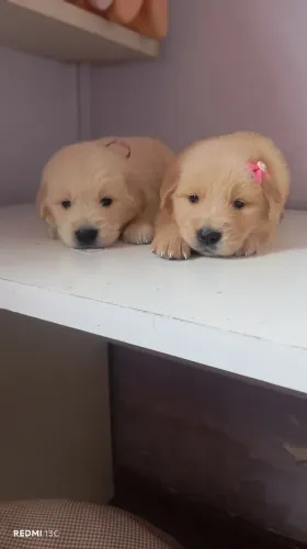 Filhotes de Golden Retriever