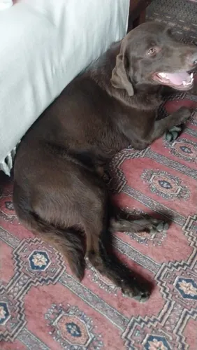 Vendo labrador chocolate dócil excelente padreador