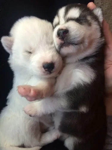 FILHOTE HUSKY SIBERIANO
