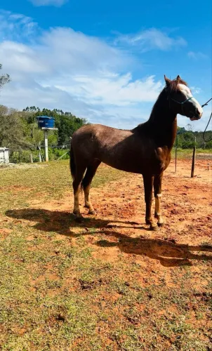 Cavalo mangalarga paulista