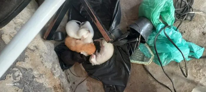 adoção 