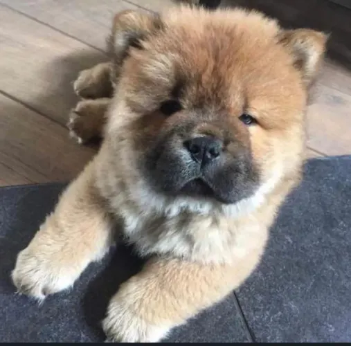 Chow chow lindos e serios ja vacinado