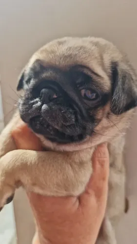 Último pug macho disponível 