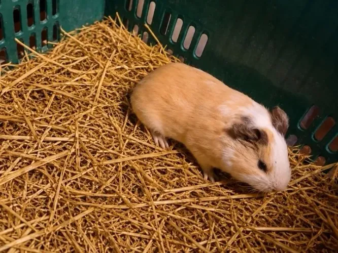 Porquinho da Índia 