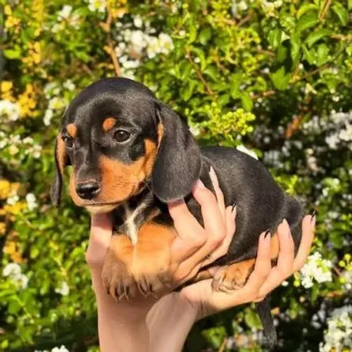 Basset dachshund filhotes fêmeas disponiveis