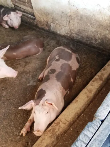 Porcos