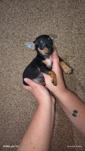 Femea de Pinscher número 1