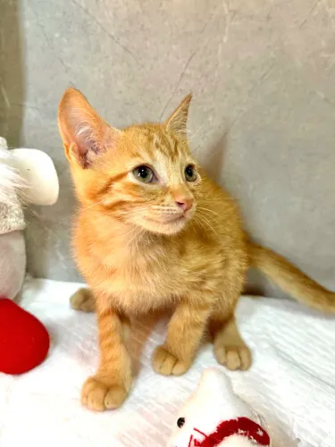 Gatinho pra adoção 