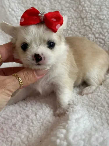 Chihuahua Pêlo Longo Fêmea!! Princesinha Disponível.