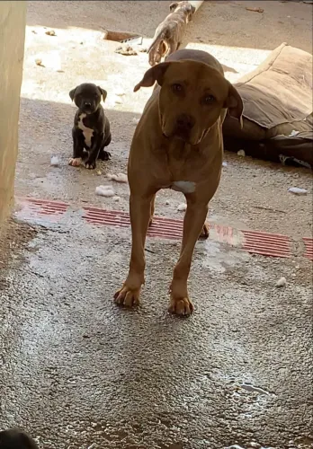 Doação de filhote de pitbull macho