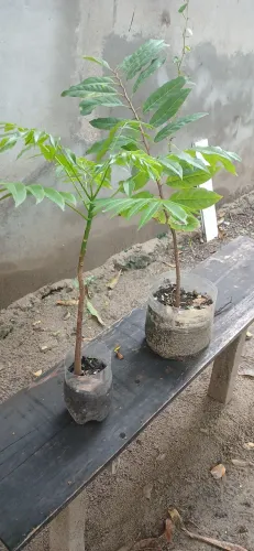 Pe cajarana e pinha