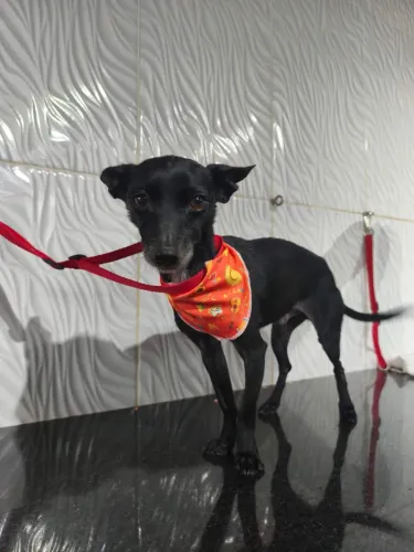 Doação de macho mistura de Pinscher 3kg
