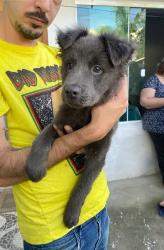 CACHORRO MACHO DE 2 MESES DOAÇAO