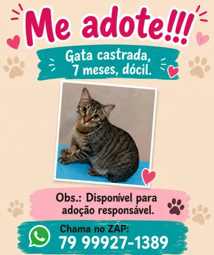 Adoção de gata