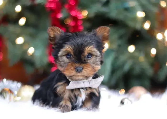 Yorkshire Terrier,Yorkshire Terrier Filhote Muito Amoroso e Dócil
