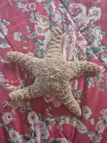 Estrela do mar (grande)