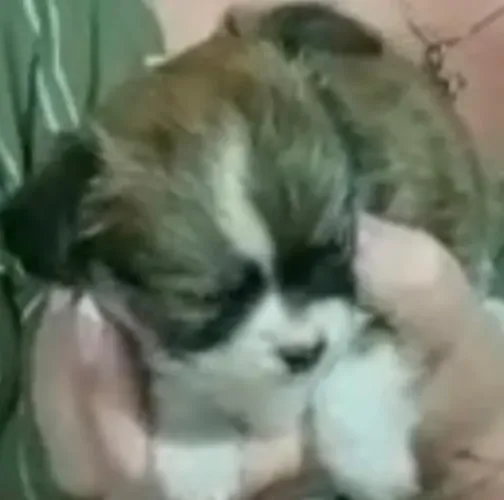 Chihuahua pequeno
