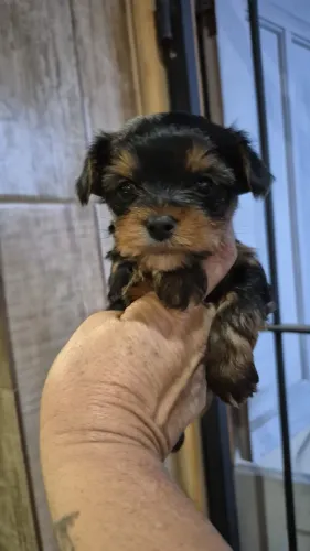 Cachorro