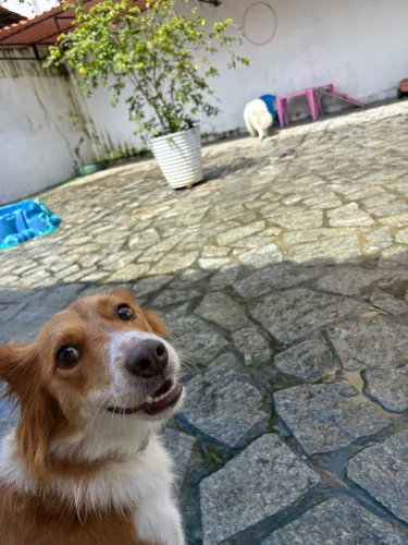 creche canina daycare e hospedagem
