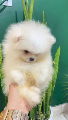 Spitz alemão | Filhote para sua Família