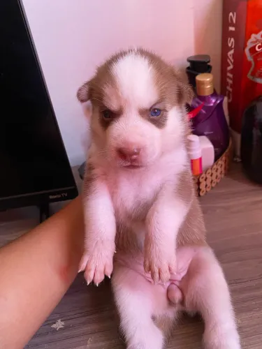 Husky siberiano