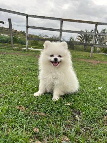 Vende-se filhote de Lulu da Pomerania macho