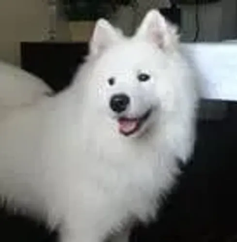 ? Adoção Responsável: Apolo, o Samoeda que vai iluminar a sua vida! ?