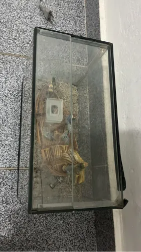 Vendo aquário 10 litros 