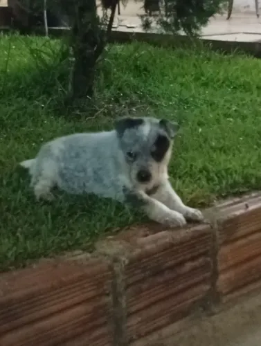 Cachorro Boiadeiro Australiano